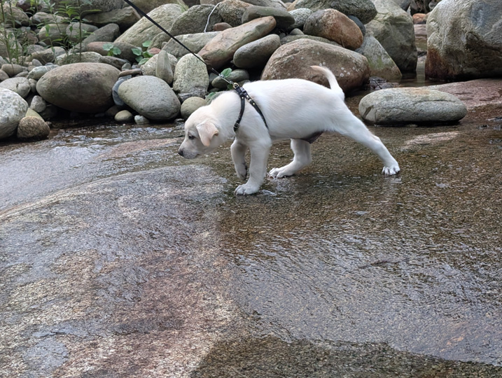 chinook dog